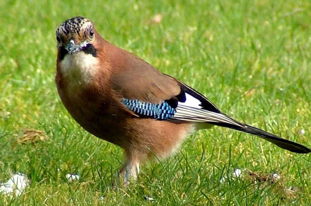 Jay Bird