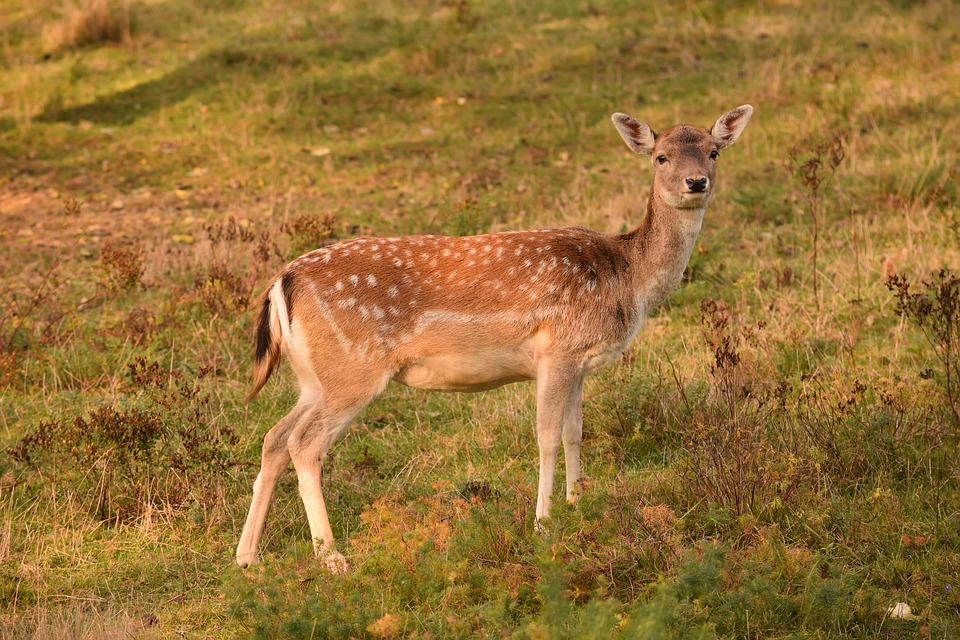 Wild deer at Trethiggey Holiday Park while the site is closed for winter.